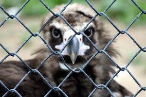 foto's door een hek, kinderboerderij, dierentuin, hek, gaas